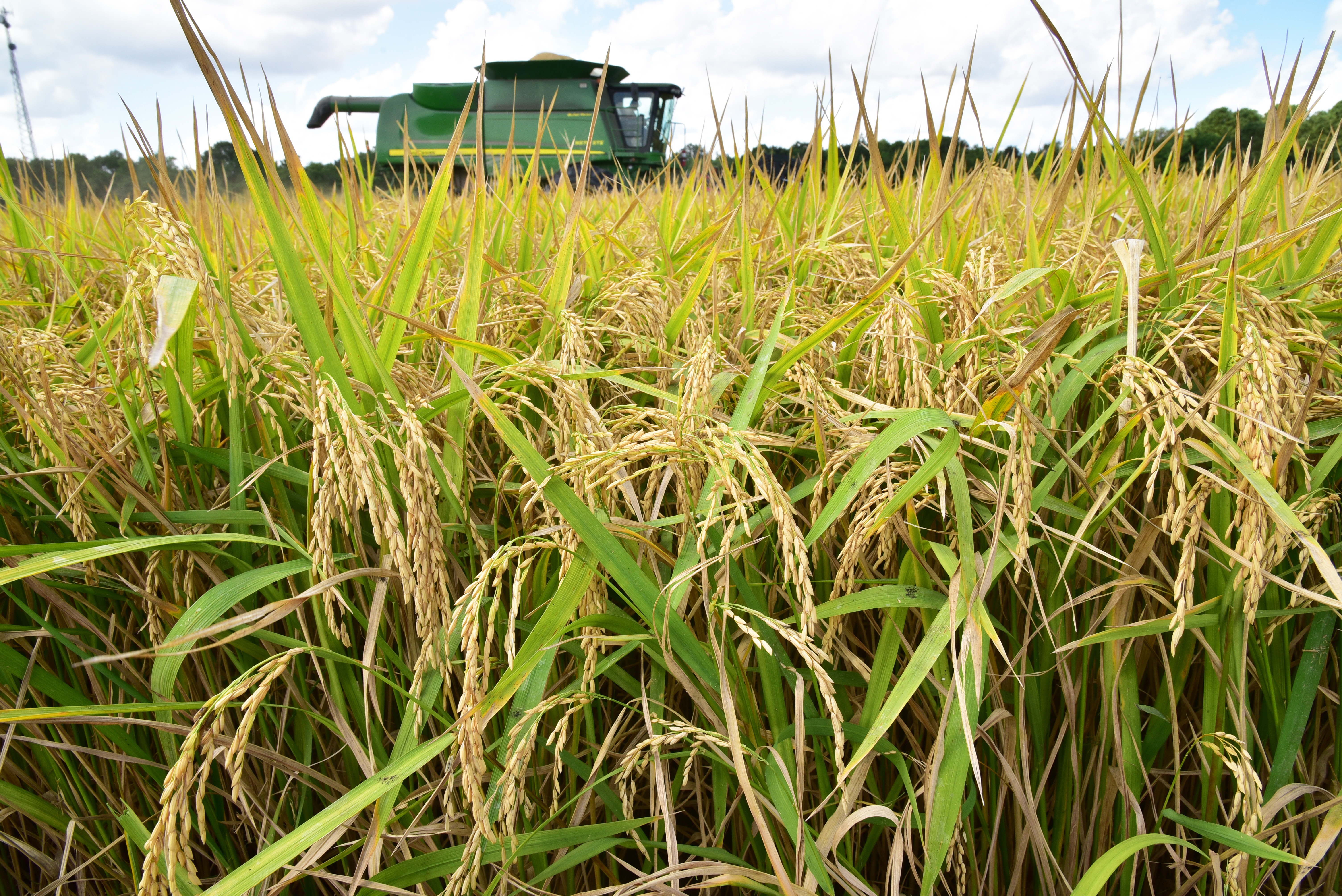 Reduced Tillage and Best Water Management Practices Enhance Rice Production